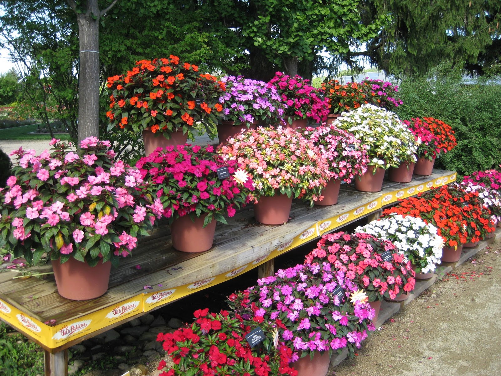 Briar Patch Posts Annual Parade Of Native Virginia Orchids And