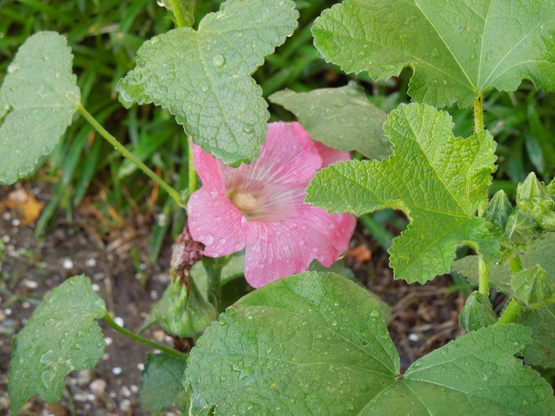 Barb's Garden Observations Hollyhocks are Edible