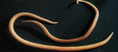 Ascaris