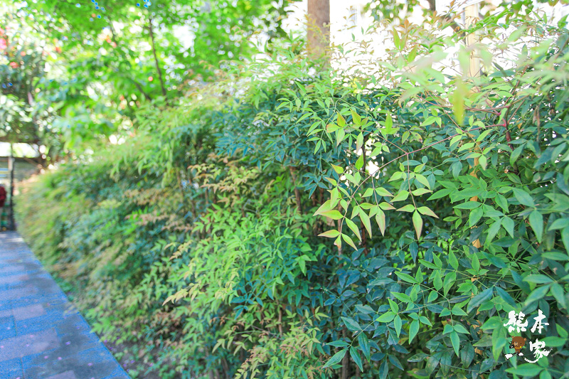 土城希望之河廣場櫻花|貨饒拱橋旁櫻花|公館溝櫻花林|土城貨饒里櫻花|新北市櫻花季