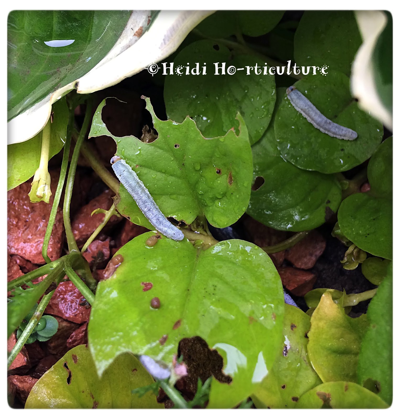 Heidi Horticulture Creeping Jenny Eaten By Sawfly Larvae