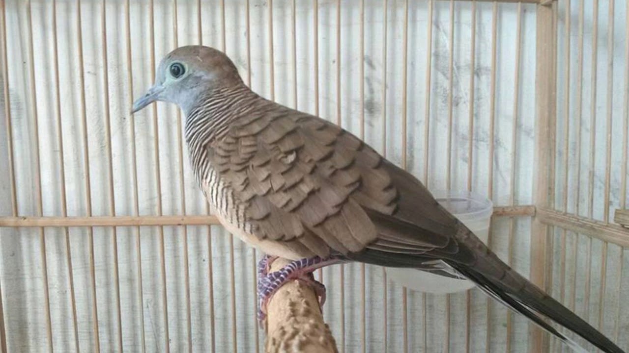 Manfaat Terasi Untuk Burung Perkutut Manfaat Terasi Untuk Perkutut