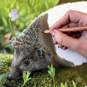 05-Hedgehog-WIP-Danielle-Fisher-Realistic-Animal-Portrait-Pastel-Drawings-www-designstack-co
