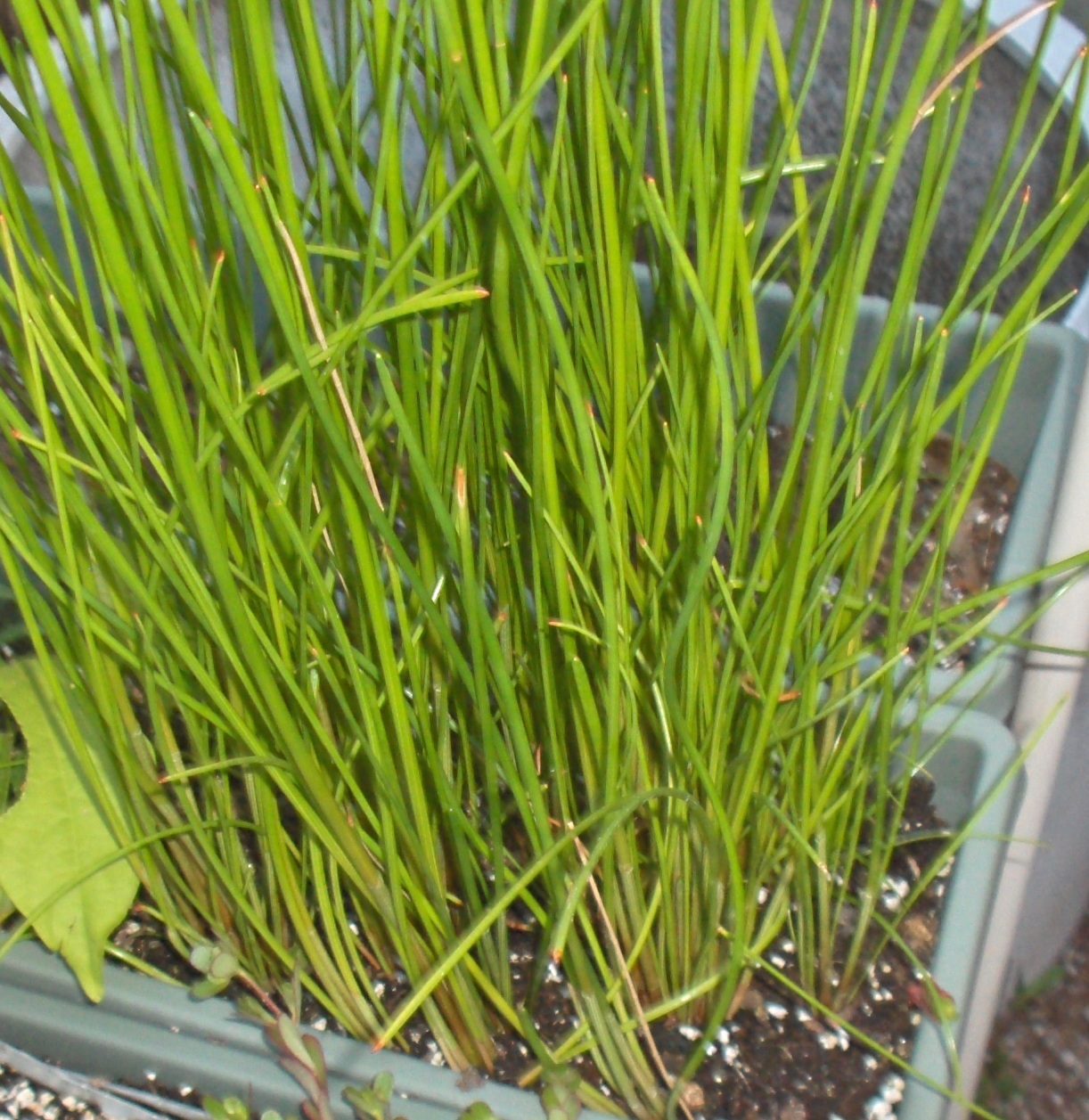 eleocharis dulcis water chestnut