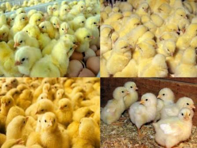 bibit ayam broiler ternak ayam bibit ayam broiler ternak ayam