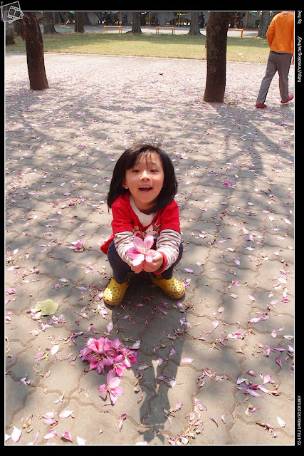 2015-03-15雲林虎尾高中-印度櫻花羊蹄甲-櫻花下的許願