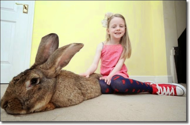 The Pet Tree House - Where Pets Are Family Too : Meet Darius, the ...