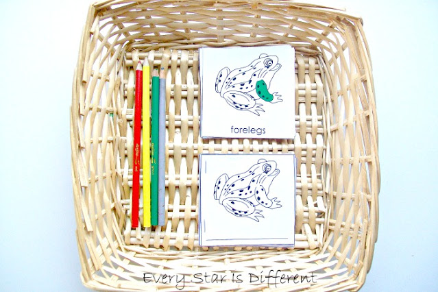 Parts of a Frog Book