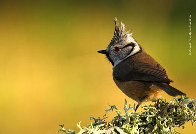 Herrerillo capuchino (Lophophanes cristatus)