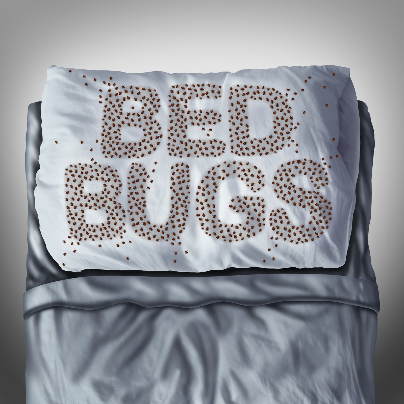 Avon Pest Control Blog How to Eradicate Bed Bugs from Your Home or