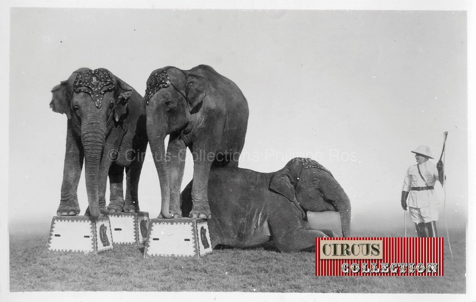 carte postale ancienne des éléphants du Cirque Knie, présenté par Charles Knie 