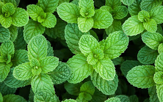 Avantages du papier à la menthe Avantages du papier à la menthe