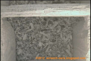 Empty Clean Screech Owl Nest Box