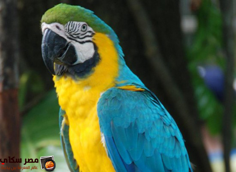 تعرف على أشهر أنواع الببغاوات بالصور والفديو Types of parrots
