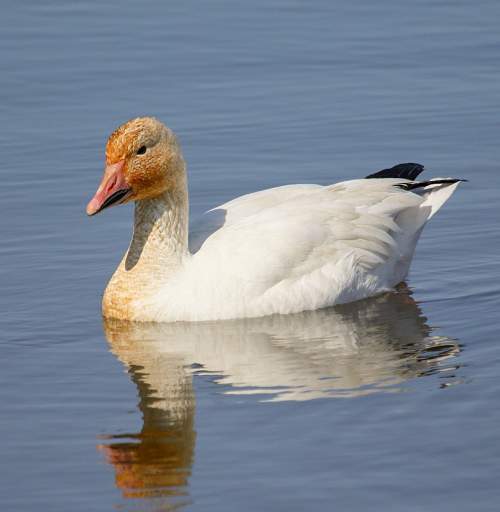 Snow goose - Anser caerulescens