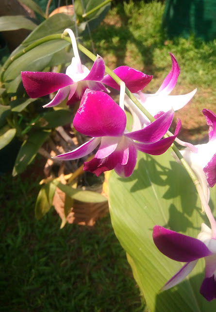 Beautiful Pink Orchid 