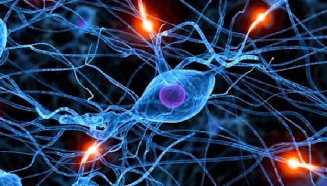 Inilah Enam Fakta Menakjubkan Seputaran Tubuh Manusia Yang Jarang Diketahui Inilah Enam Fakta Menakjubkan Seputaran Tubuh Manusia Yang Jarang Diketahui
