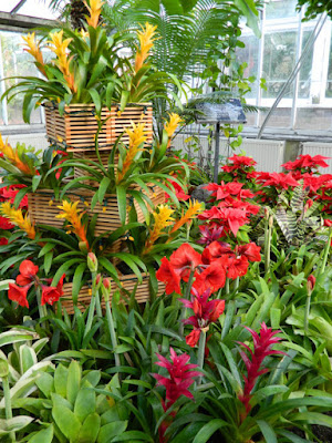 Amaryllis and bromeliads Allan Gardens Conservatory Christmas Flower Show 2015  by garden muses-not another Toronto gardening blog