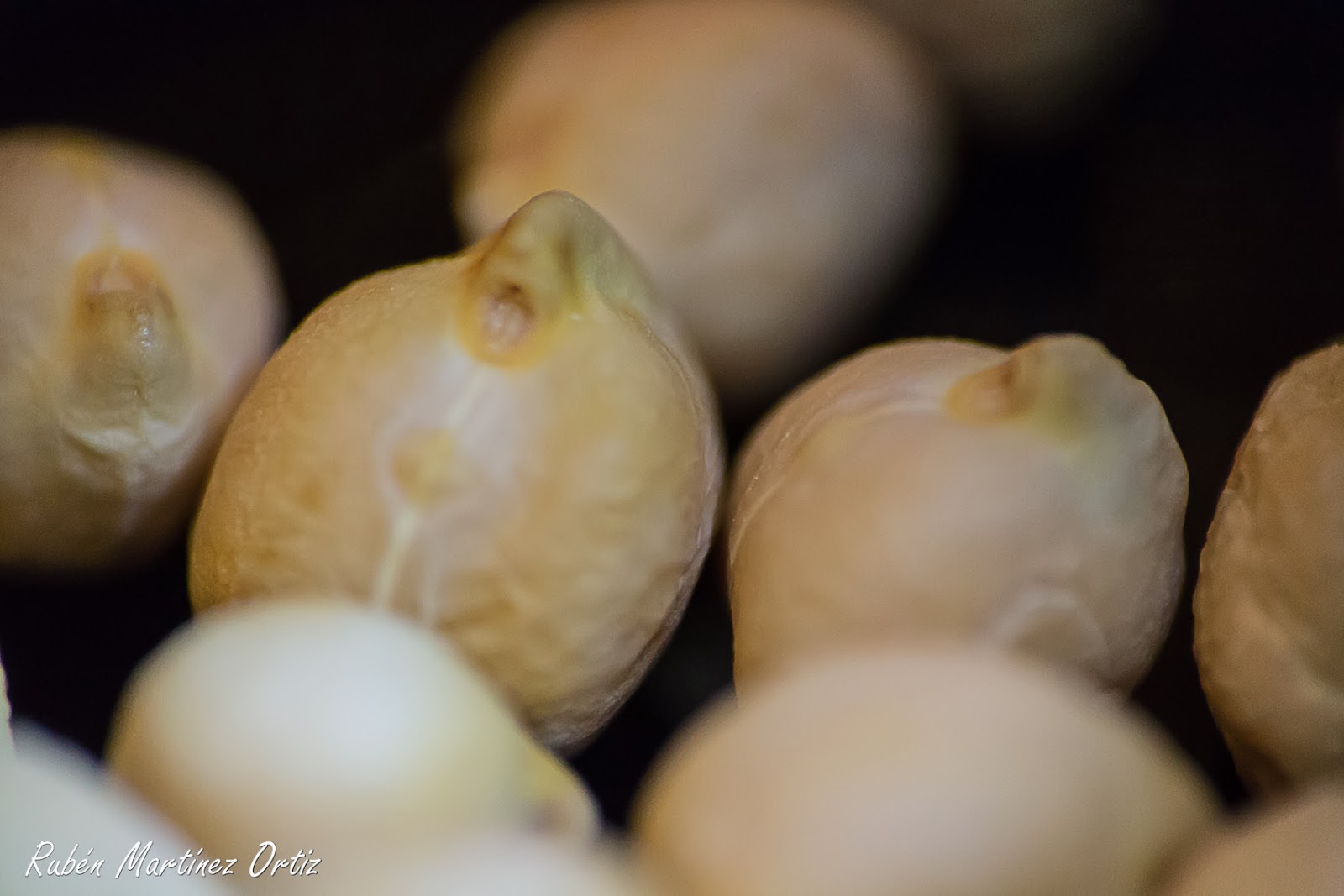 Rutinadas noviembre 2013