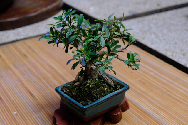 small bonsai tree