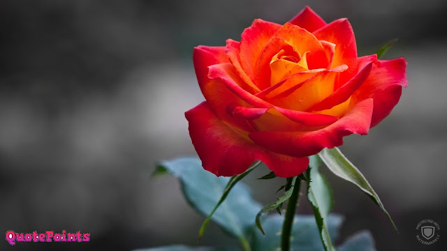 good morning images with rose flowers good morning images with rose flowers