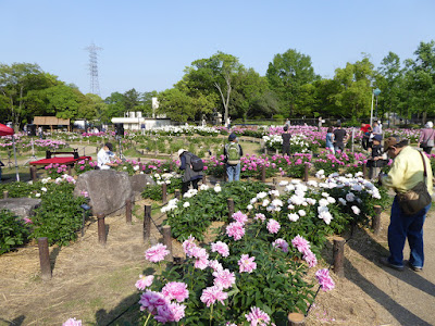 久宝寺緑地のシャクシャク園
