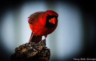 Male Cardinal on Perch photo by mbgphoto