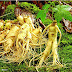 Ginseng Nedir, Faydalari Nelerdir?