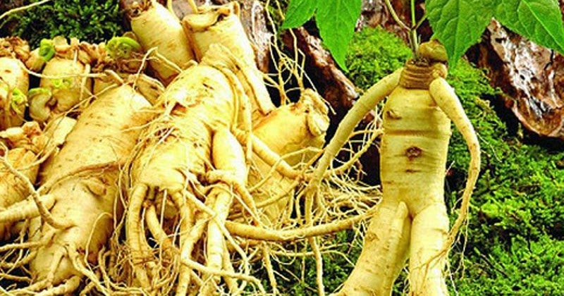 Ginseng Nedir, Faydalari Nelerdir? Gano Excel Kahve Coffee