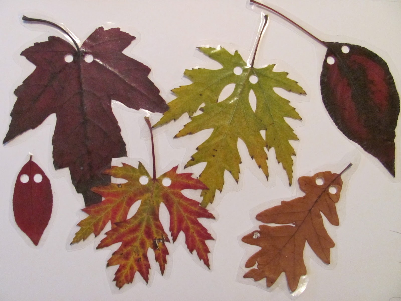 Ламинация листьев. Поделки из ламинированных листьев. Осенние поделки из ламинированных листьев. Осенняя поделка заламинированная. Поделки с ламинированными листьями.