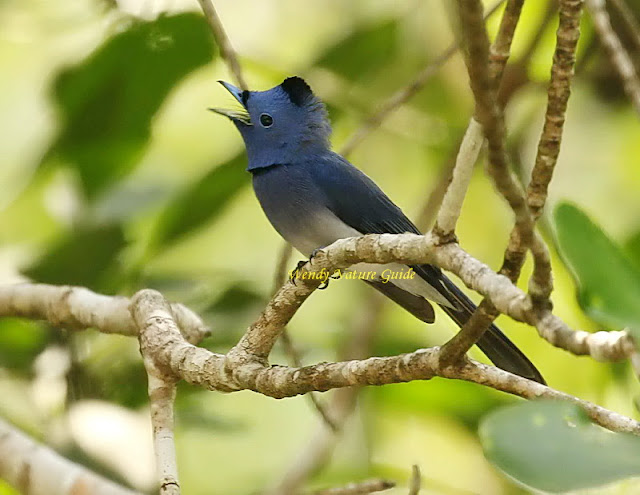 Black Naped monarch Langkawi birds