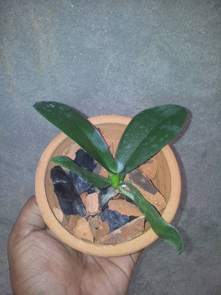 DD ORCHIDS High quality imported phalanopsis orchids plants for sale....