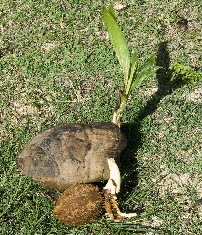 The 3 Foragers Foraging for Wild, Natural, Organic Food Wild Edibles in Hawaii Coconuts