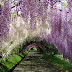 Cây hoa tử đằng (cây đậu tía, Wisteria, fuji)