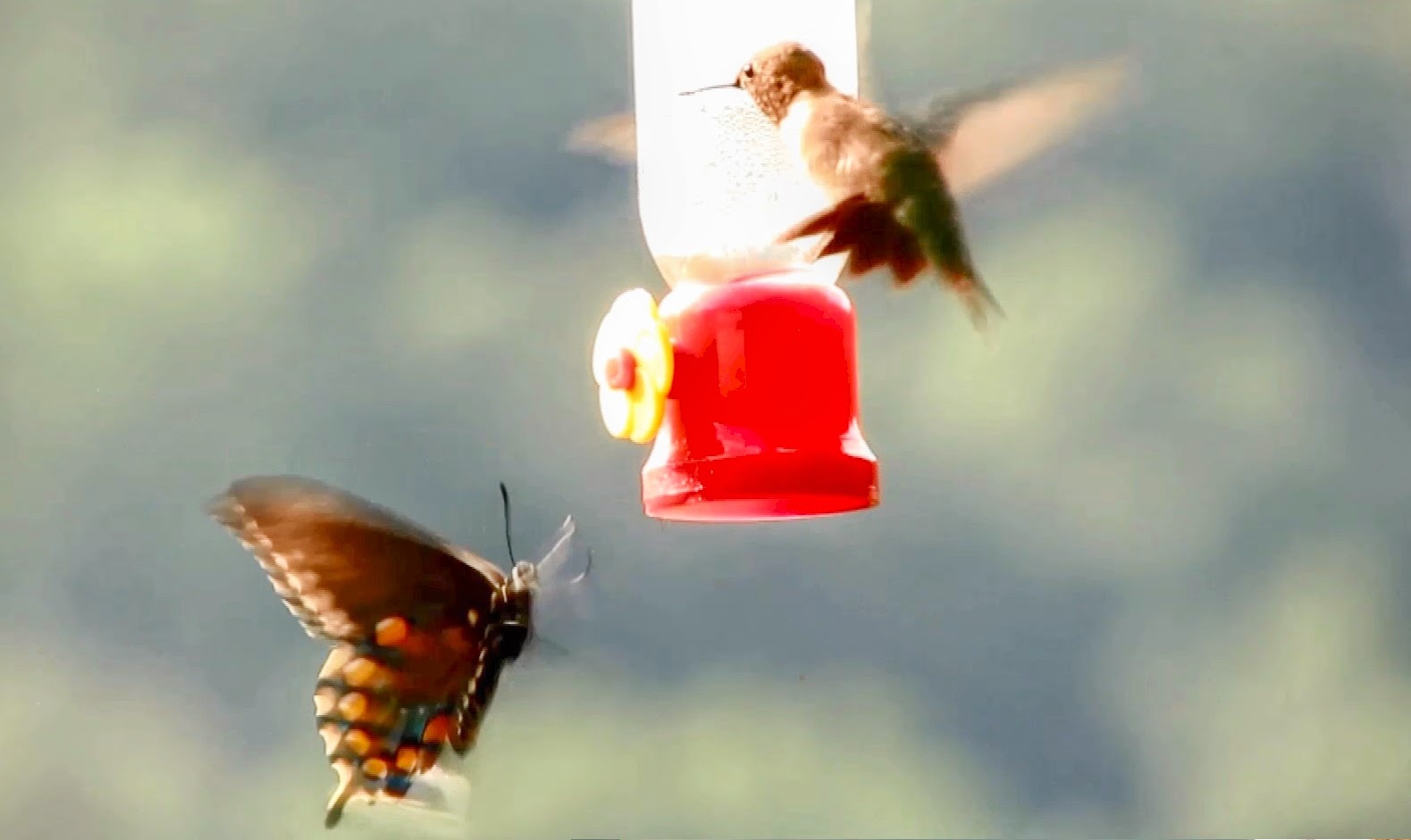 Backyard Birding....and Nature Amazing Swallowtail Butterfly Dominates Hummingbirds At Nectar