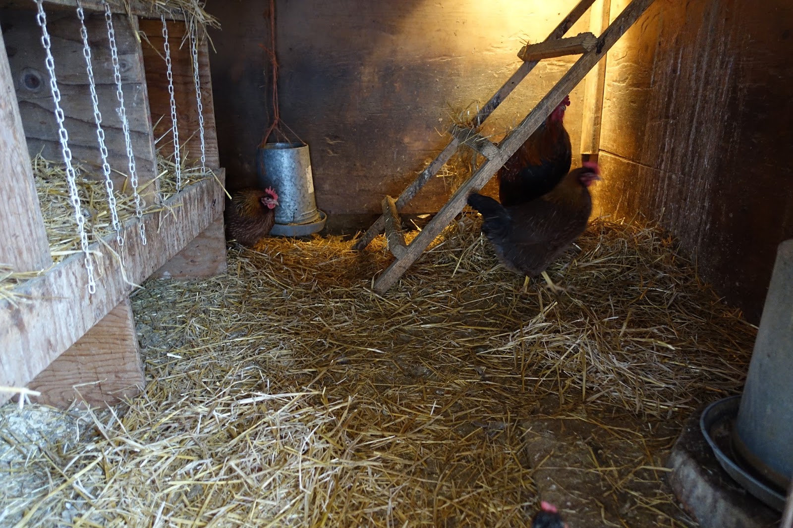 Wild Roots Homestead Does your cold weather chicken coop need a heat lamp?