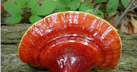 Kırmızı Reishi Ölümsüzlük Ganoderma Mantarı Kırmızı Mantar Faydaları Kırmızı Reishi Ölümsüzlük Ganoderma Mantarı Kırmızı Mantar Faydaları