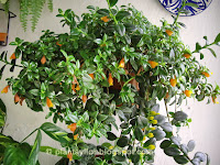 Nematanthus gregarius