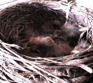 Robin nest, baby birds ~ the miracle of life :: All Pretty Things