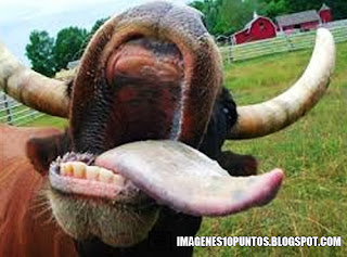 imagenes locas imagenes locas