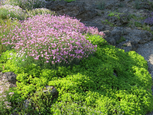 Marie Azary rock garden