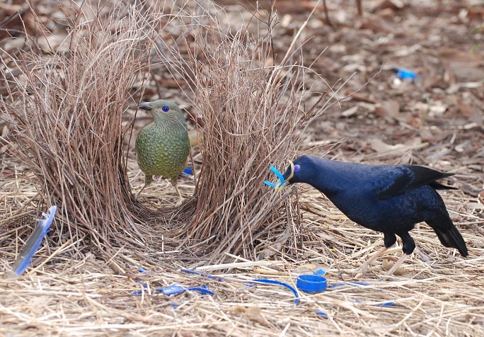 Bowerbirds