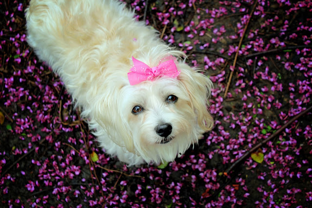 Havanese Of March