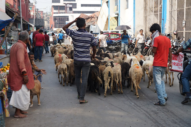 Menggembalakan kambing di tengah pasar Sudder Street Menggembalakan kambing di tengah pasar Sudder Street