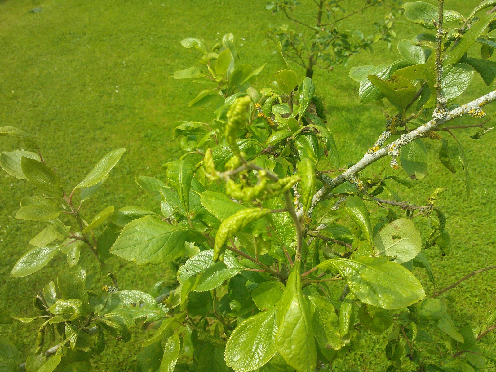 Fungal disease of Cherry trees