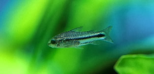 Coydoras Pygmaeus Pigme Çöpçü
