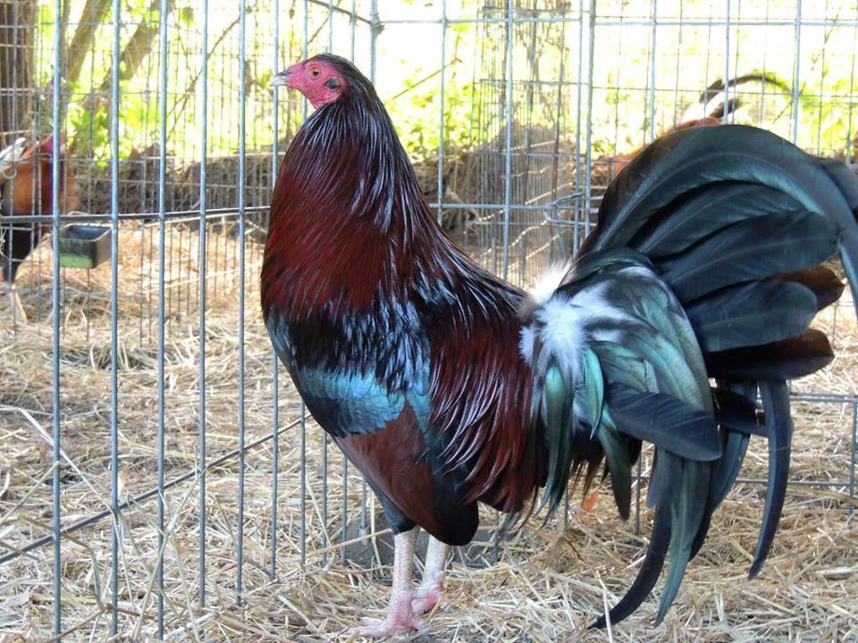 Gallos Finos, Aves de Combate, Gallos de Pelea... El Gallo Kelso