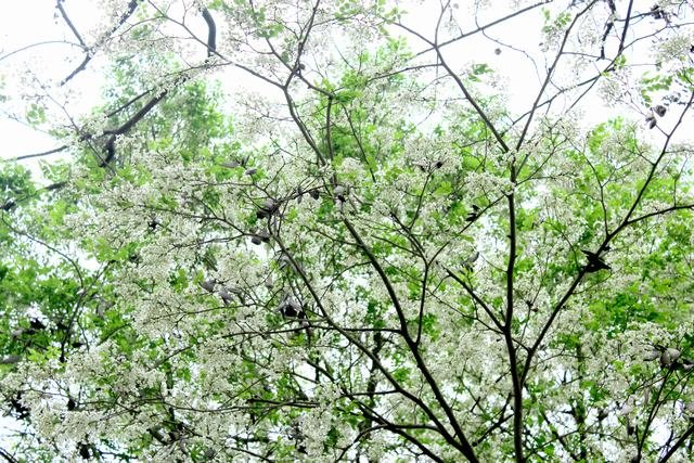 [Image: Hoa-sua-hoa-ban-no-trang-troi-Ha-Noi-2.jpg]