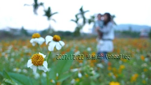 南投集集向日葵花田|集集花海