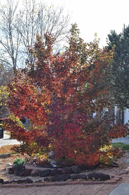 front yard tree coloradoviews.filminspector.com